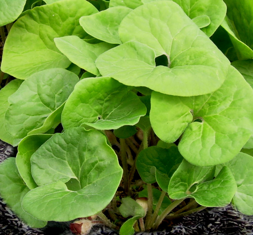 canadian-wild-ginger-canada-s-local-gardener-magazine